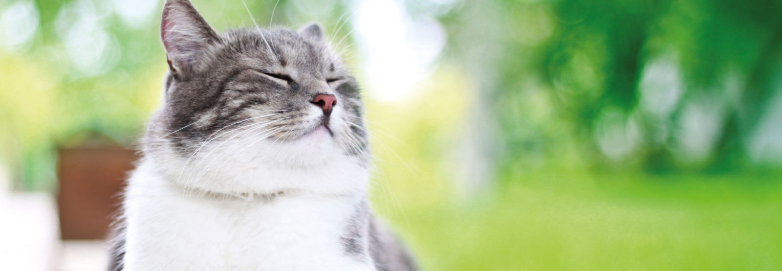 Owning a cat Dog and Cat Management Board