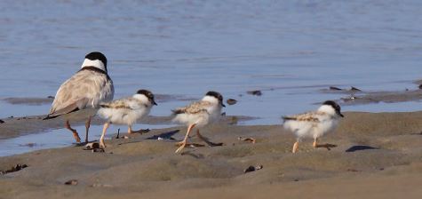 Plovers
